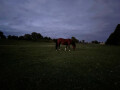Horse in Dusky Field